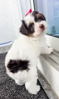 AKC Everest , a female Yorkshire Terrier for sale in Bradenton, FL – 4 of 5