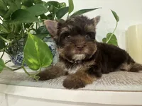 Sky, a female Yorkshire Terrier for sale in Bradenton, FL – 2 of 4