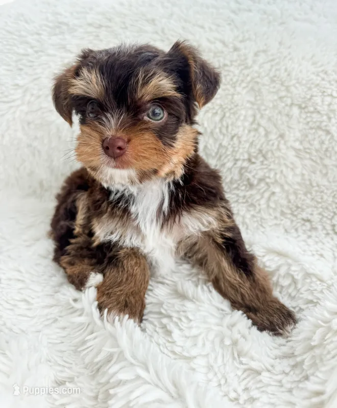 AKC- Zuma – Yorkshire Terrier puppy for sale in Bradenton, FL