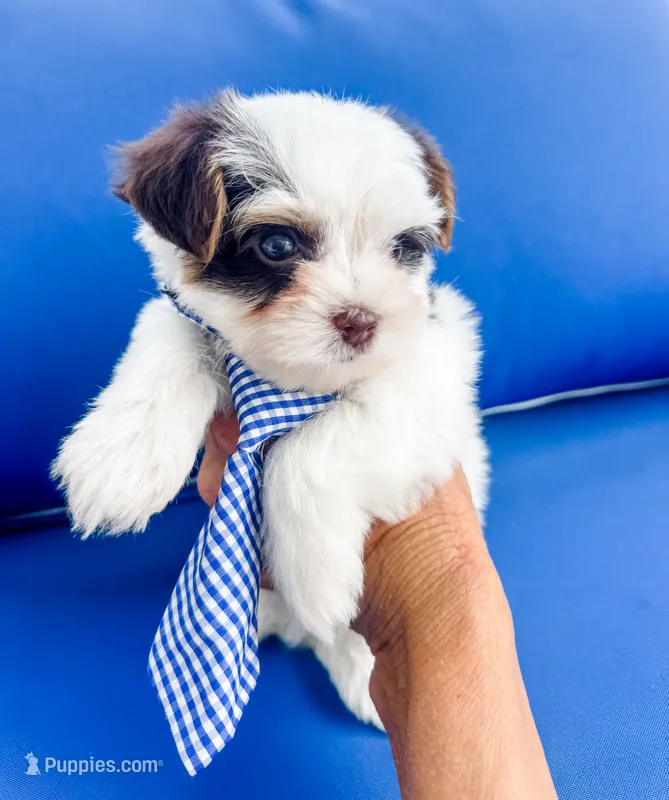 AKC Marshall – Yorkshire Terrier puppy for sale in Bradenton, FL