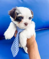 AKC Marshall, a male Yorkshire Terrier for sale in Bradenton, FL – 1 of 5