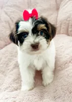 AKC Everest , a female Yorkshire Terrier for sale in Bradenton, FL – 1 of 5