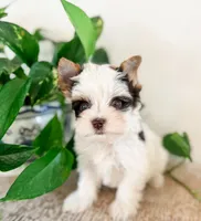Tiny AKC Parti Yorki, male- Marshall, a male Yorkshire Terrier for sale in Bradenton, FL – 2 of 10
