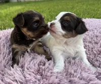 Sky, a female Yorkshire Terrier for sale in Bradenton, FL – 3 of 4