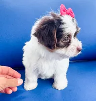 AKC Everest , a female Yorkshire Terrier for sale in Bradenton, FL – 3 of 5