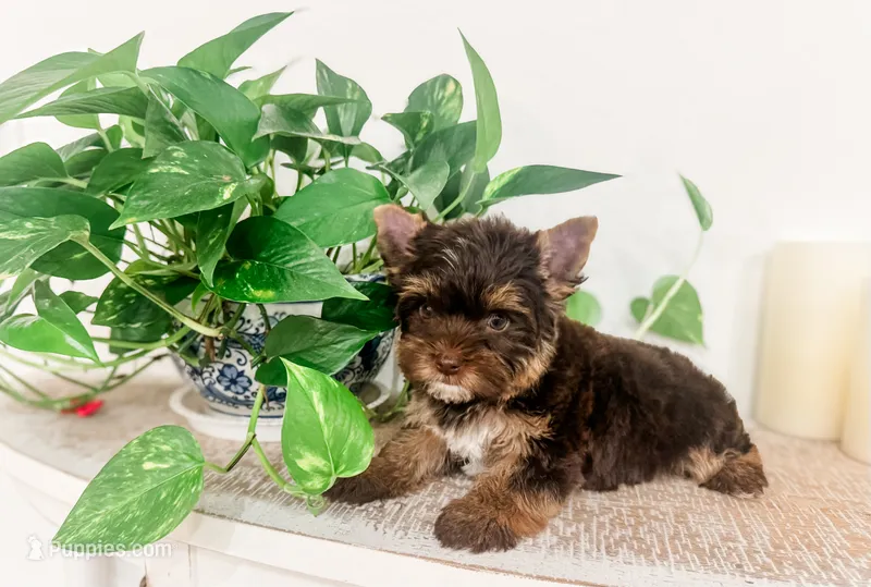 Sky – Yorkshire Terrier puppy for sale in Bradenton, FL