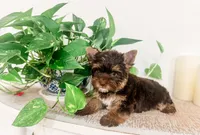 Sky, a female Yorkshire Terrier for sale in Bradenton, FL – 1 of 4