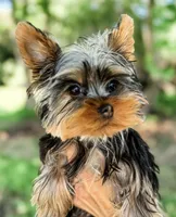 Duke- AKC Yorkshire Terrier, a male Yorkshire Terrier for sale in Bradenton, FL – Photo 3 of 5