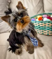 Adorable Teddy Bear Face Yorkie Male – 5 Months – Sweet Lap Dog – AKC”, a male Yorkshire Terrier for sale in Bradenton, FL – Photo 1 of 7