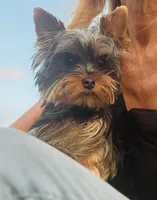 Duke- AKC Yorkshire Terrier, a male Yorkshire Terrier for sale in Bradenton, FL – Photo 1 of 5