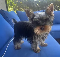 Duke- AKC Yorkshire Terrier, a male Yorkshire Terrier for sale in Bradenton, FL – Photo 4 of 5