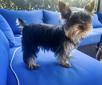 Duke- AKC Yorkshire Terrier, a male Yorkshire Terrier for sale in Bradenton, FL – Photo 5 of 5