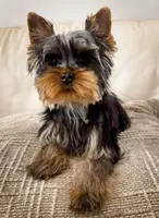 Duke- AKC Yorkshire Terrier, a male Yorkshire Terrier for sale in Bradenton, FL – Photo 2 of 5