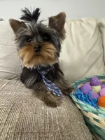 Adorable Teddy Bear Face Yorkie Male – 5 Months – Sweet Lap Dog – AKC”, a male Yorkshire Terrier for sale in Bradenton, FL – Photo 7 of 7