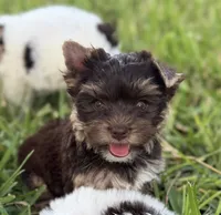Sky, a female Yorkshire Terrier for sale in Bradenton, FL – 2 of 7