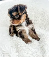 AKC- Zuma, a male Yorkshire Terrier for sale in Bradenton, FL – 2 of 4