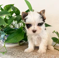 Tiny AKC Parti Yorki, male- Marshall, a male Yorkshire Terrier for sale in Bradenton, FL – 3 of 10