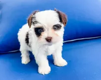 AKC Marshall, a male Yorkshire Terrier for sale in Bradenton, FL – 3 of 5