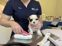 Tiny AKC Parti Yorki, male- Marshall, a male Yorkshire Terrier for sale in Bradenton, FL – 10 of 10