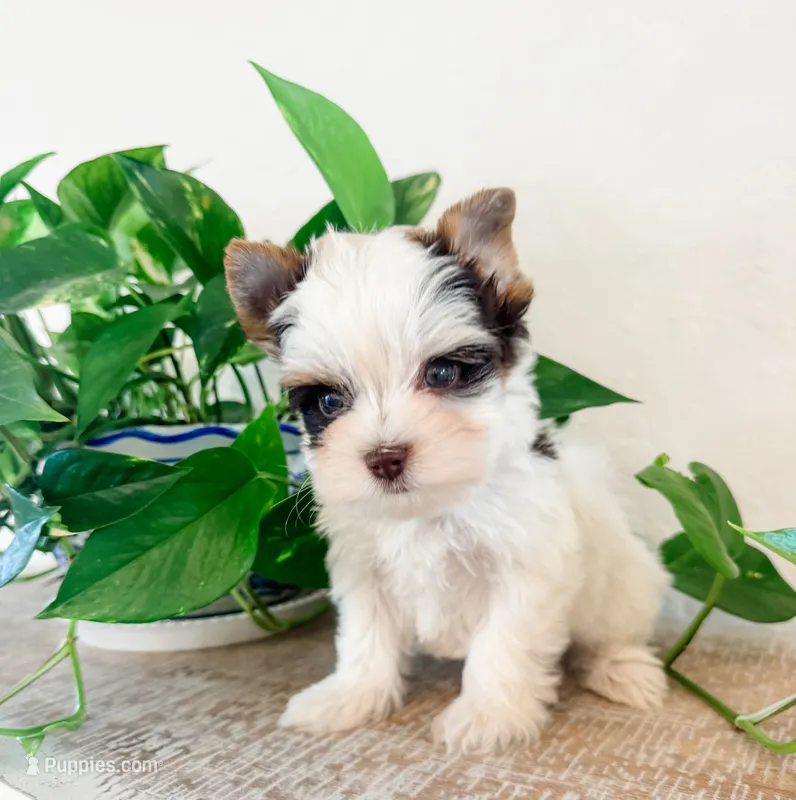 AKC Marshall – Yorkshire Terrier puppy for sale in Bradenton, FL