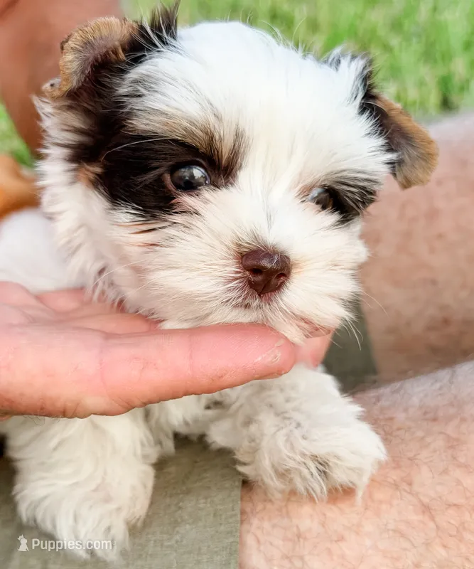 Tiny AKC Parti Yorki, male- Marshall – Yorkshire Terrier puppy for sale in Bradenton, FL