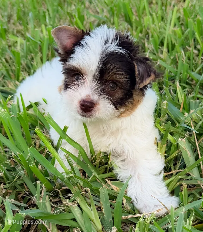 female parti Yorkie  – Yorkshire Terrier puppy for sale in Bradenton, FL