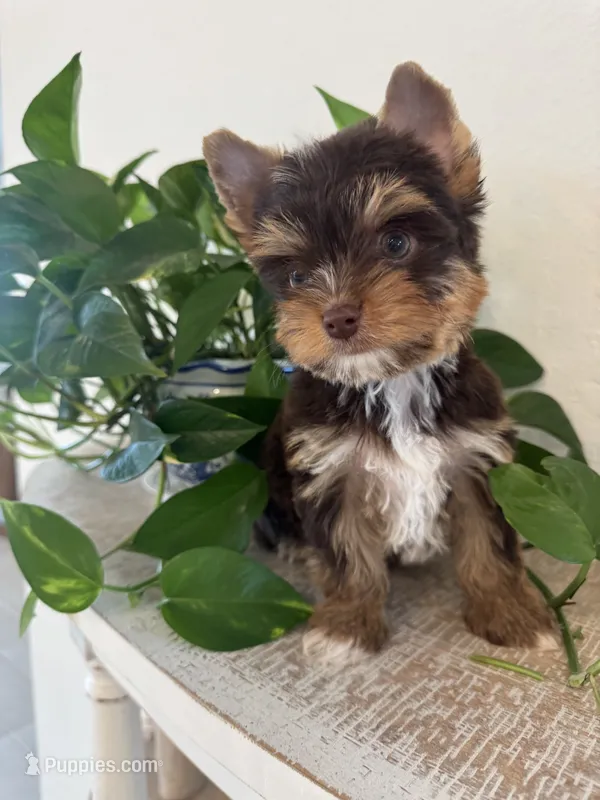 AKC- Zuma – Yorkshire Terrier puppy for sale in Bradenton, FL