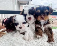 AKC- Zuma, a male Yorkshire Terrier for sale in Bradenton, FL – 4 of 4