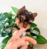 AKC chocolate Yorkie-male, a male Yorkshire Terrier for sale in Bradenton, FL – 3 of 7
