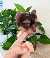 AKC chocolate Yorkie-male, a male Yorkshire Terrier for sale in Bradenton, FL – 2 of 7