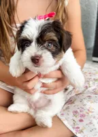 AKC Everest , a female Yorkshire Terrier for sale in Bradenton, FL – 2 of 5