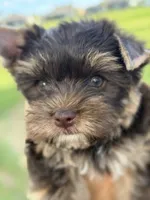 Sky, a female Yorkshire Terrier for sale in Bradenton, FL – 3 of 7