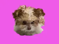 Bella, a female Maltipoo for sale in San Antonio, TX – Photo 3 of 7