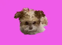 Bella, a female Maltipoo for sale in San Antonio, TX – Photo 2 of 7