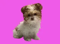 Bella, a female Maltipoo for sale in San Antonio, TX – Photo 7 of 7