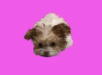 Bella, a female Maltipoo for sale in San Antonio, TX – Photo 4 of 7