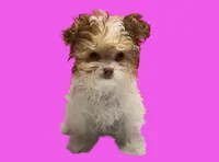 Bella, a female Maltipoo for sale in San Antonio, TX – Photo 5 of 7