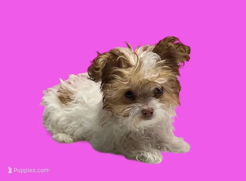 Bella – Maltipoo puppy for sale in San Antonio, TX