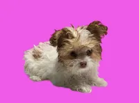 Bella, a female Maltipoo for sale in San Antonio, TX – Photo 6 of 7