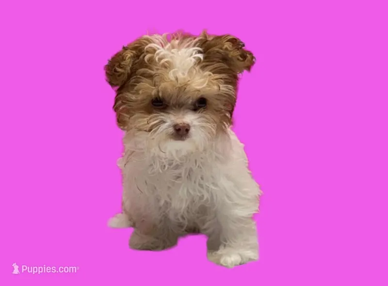 Bella – Maltipoo puppy for sale in San Antonio, TX