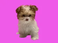 Bella, a female Maltipoo for sale in San Antonio, TX – Photo 1 of 7