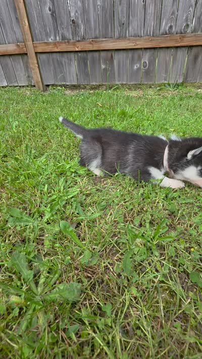 Diva, a female Siberian Husky for sale in Olympia, WA – 3 of 5