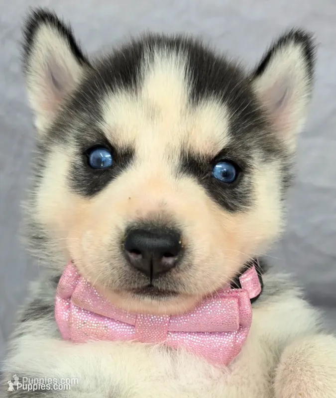 Diva – Siberian Husky puppy for sale in Olympia, WA