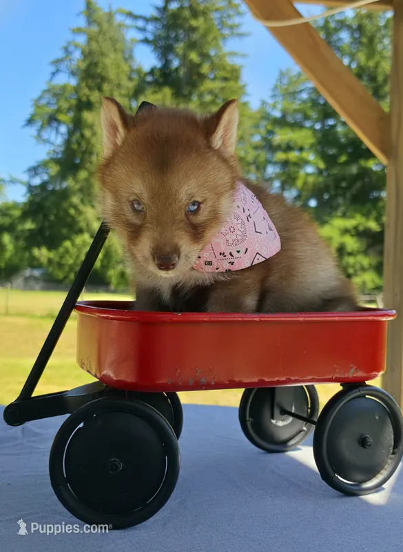 Cheddar, a female Siberian Husky for sale in Olympia, WA – 1 of 1