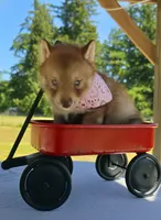Cheddar, a female Siberian Husky for sale in Olympia, WA – 1 of 1