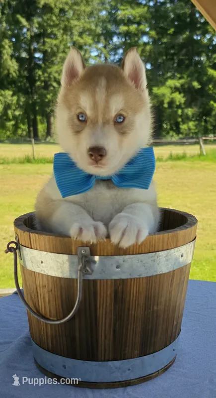 Copper – Siberian Husky puppy for sale in Olympia, WA