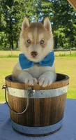 Copper, a male Siberian Husky for sale in Olympia, WA – 1 of 2