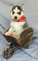 Diva, a female Siberian Husky for sale in Olympia, WA – 2 of 5