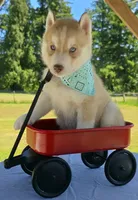 Copper, a male Siberian Husky for sale in Olympia, WA – 2 of 2