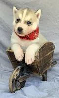 Knox, a male Siberian Husky for sale in Olympia, WA – 2 of 6